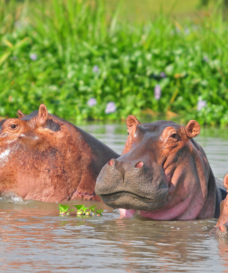 watching hippos in water is a mesmerizing experience during a 14-day-trip-to-africa-a-budget-friendly-african-safari