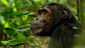 Seeing Chimpanzee in the forest of Uganda during Chimpanzee trekking in uganda