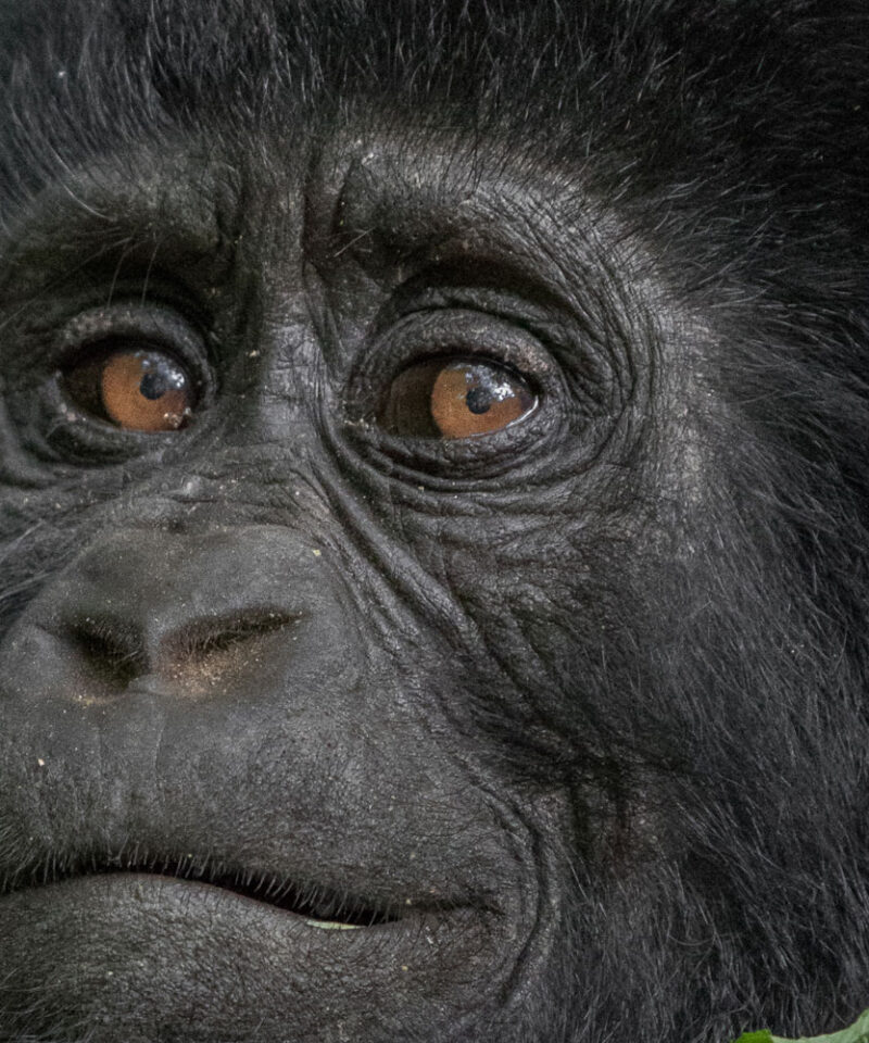 7-day-tailor-made-holiday-and-tour-in-rwanda-and-uganda