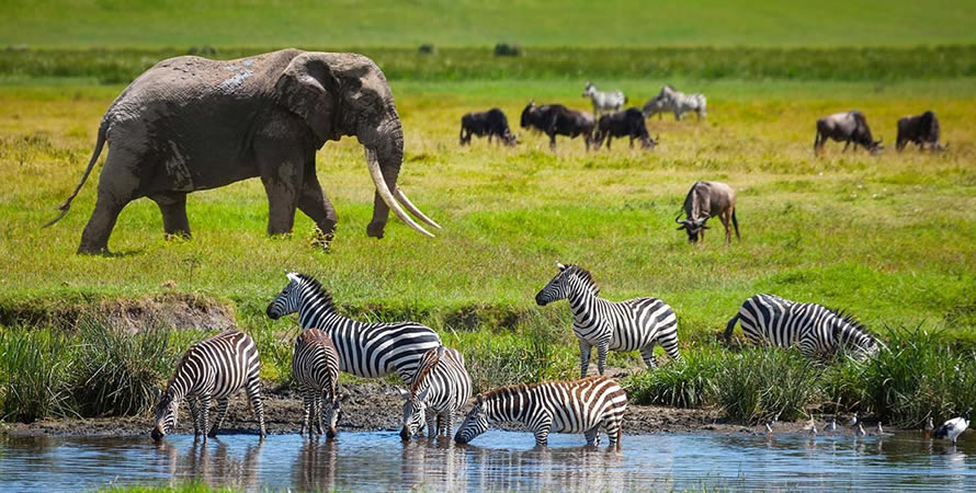 Serengeti North  safari-specialist
