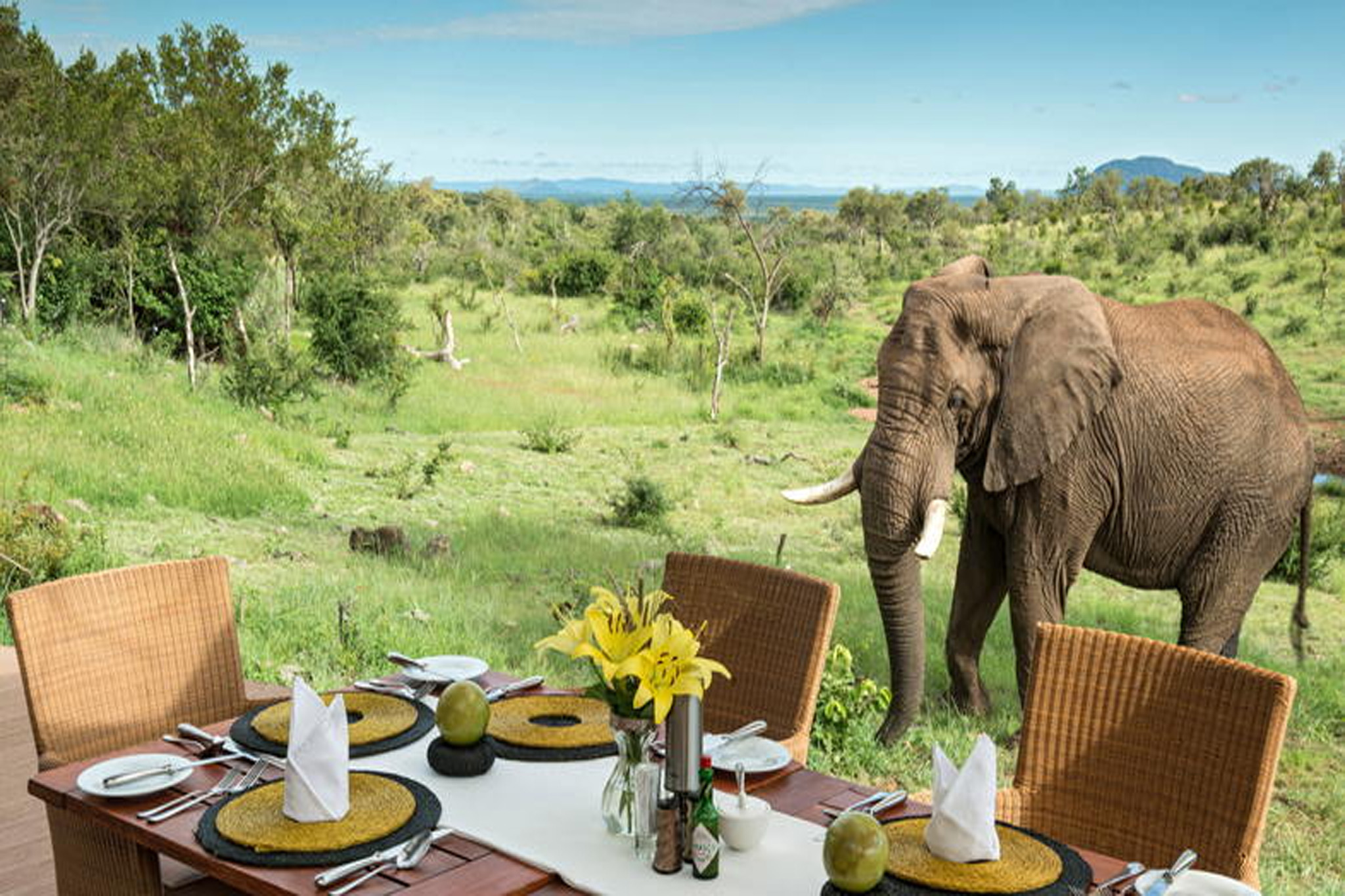 an elephant grazing freely around a picnic lunch setup in Ibanda kyerwa national park