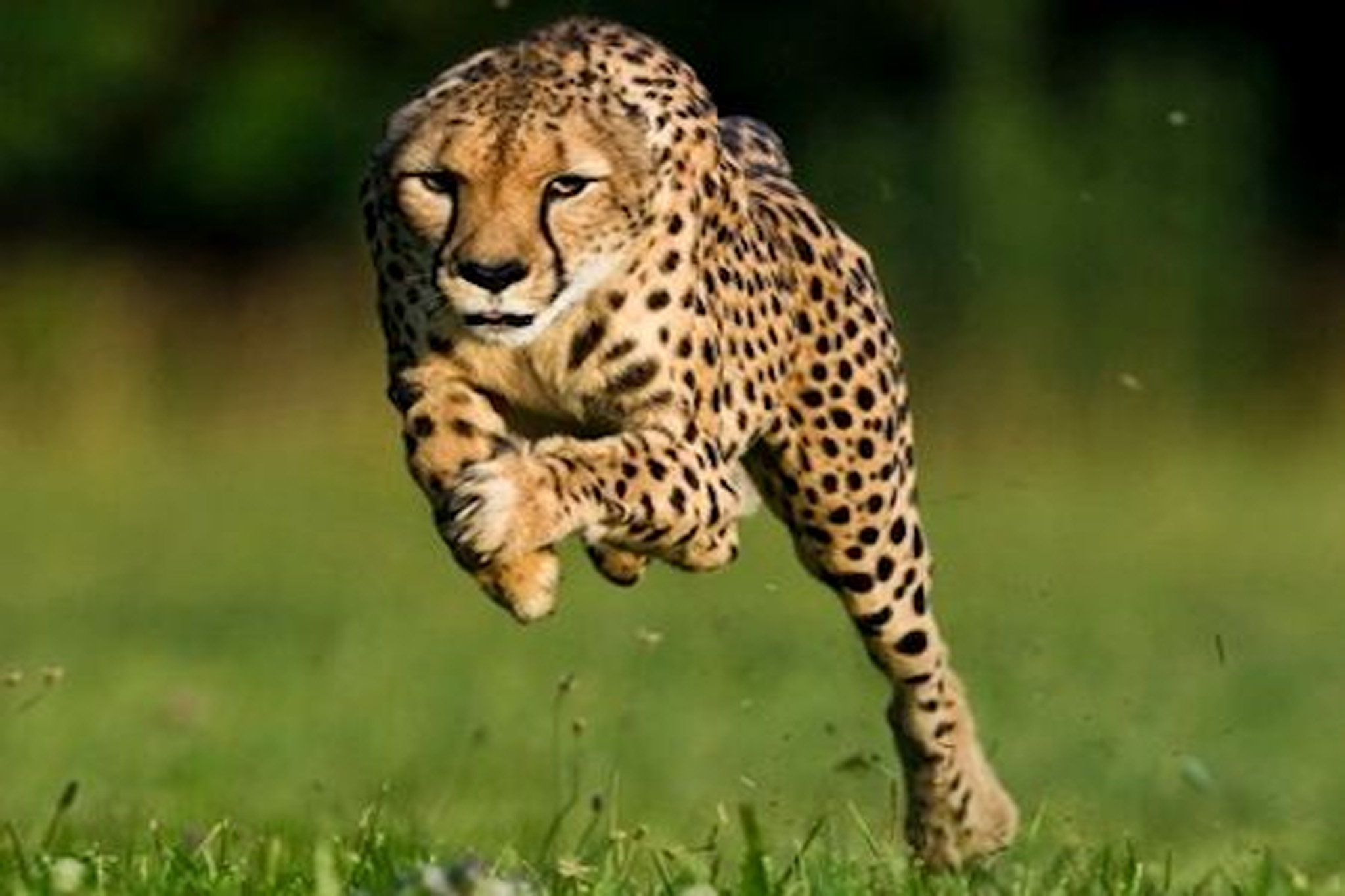 Where Are Cheetahs Found In Uganda?