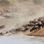 Epic Experiences in Africa’s Wild Heart – Serengeti National Park