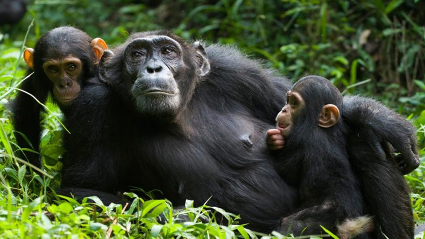 Chimpanzee filming in Uganda