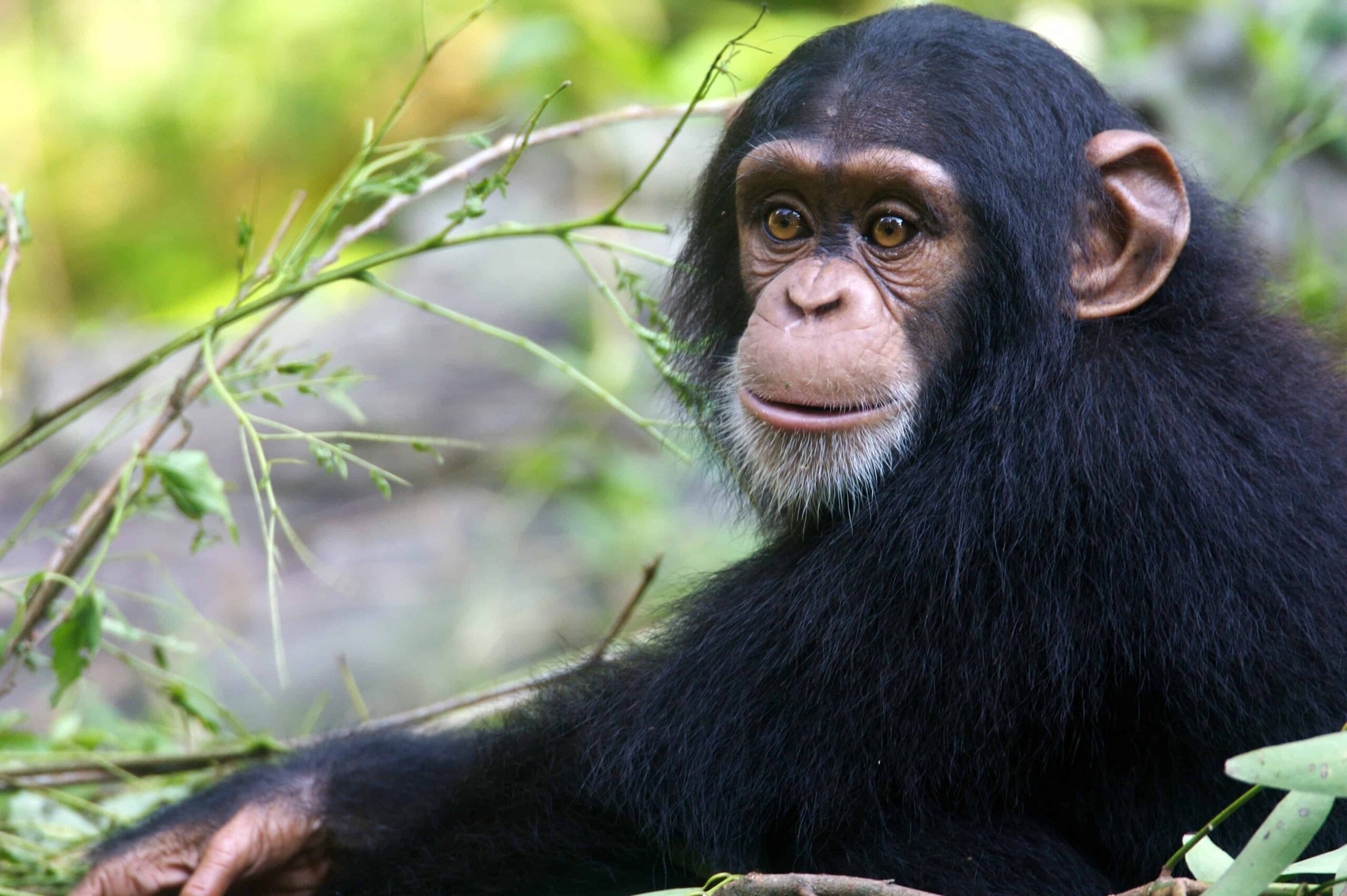 10 Interesting Facts about Chimpanzees