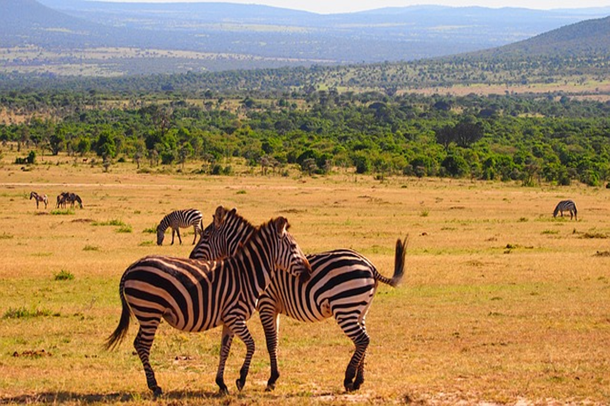 Zebras in Lake Mburo National Park