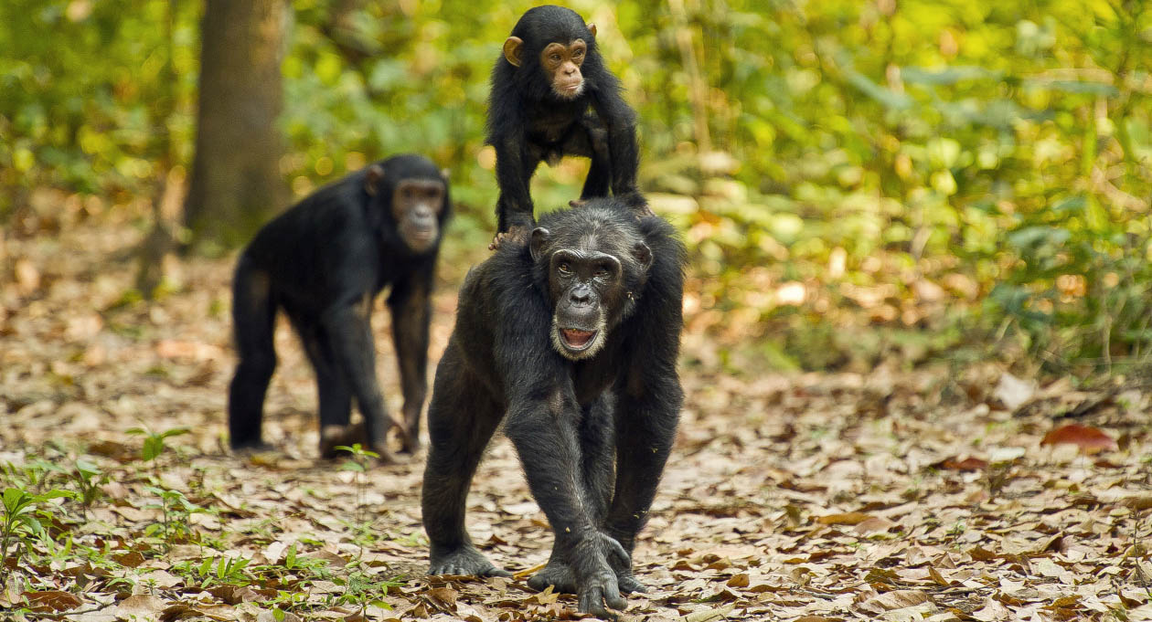 Three chimpanzees walk through Gombe National Park, with a baby chimpanzee riding on the back of an adult. Dry leaves cover the ground while lush green foliage forms a vibrant backdrop.