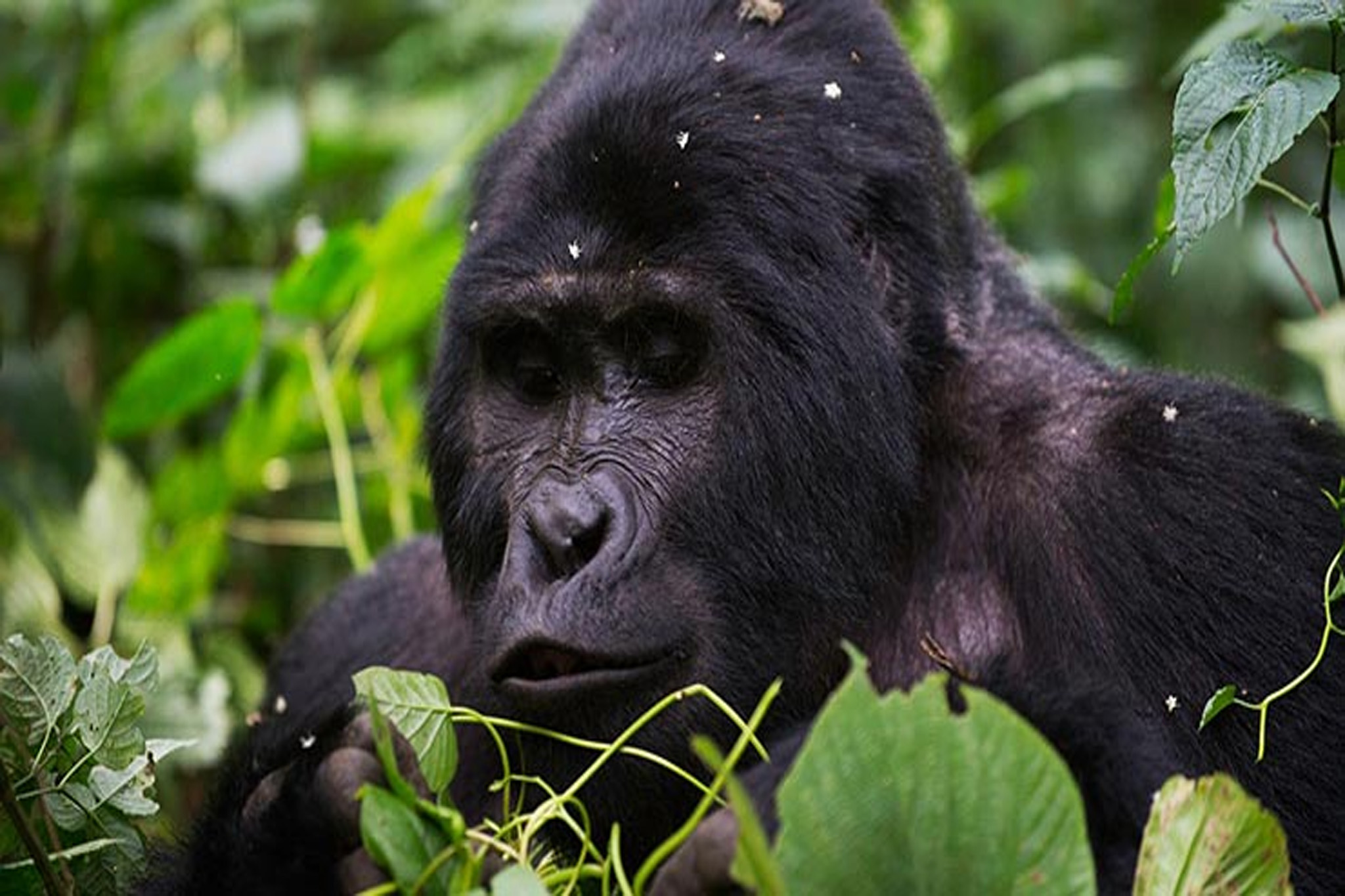 Gorilla trekking in Bwindi-Vibrant Holiday Safaris