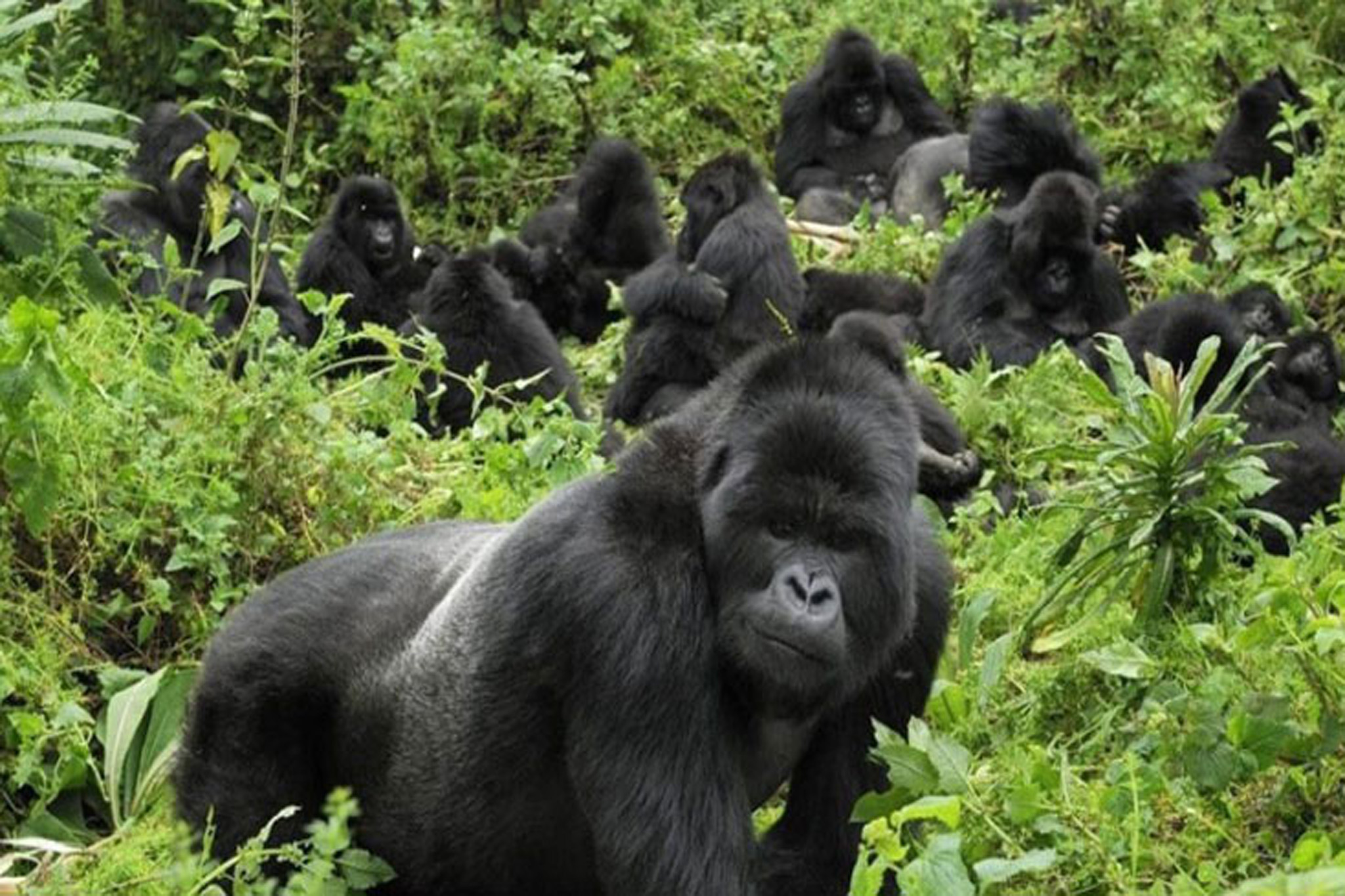 Where to see gorillas in Africa-Vibrant Holiday Safaris