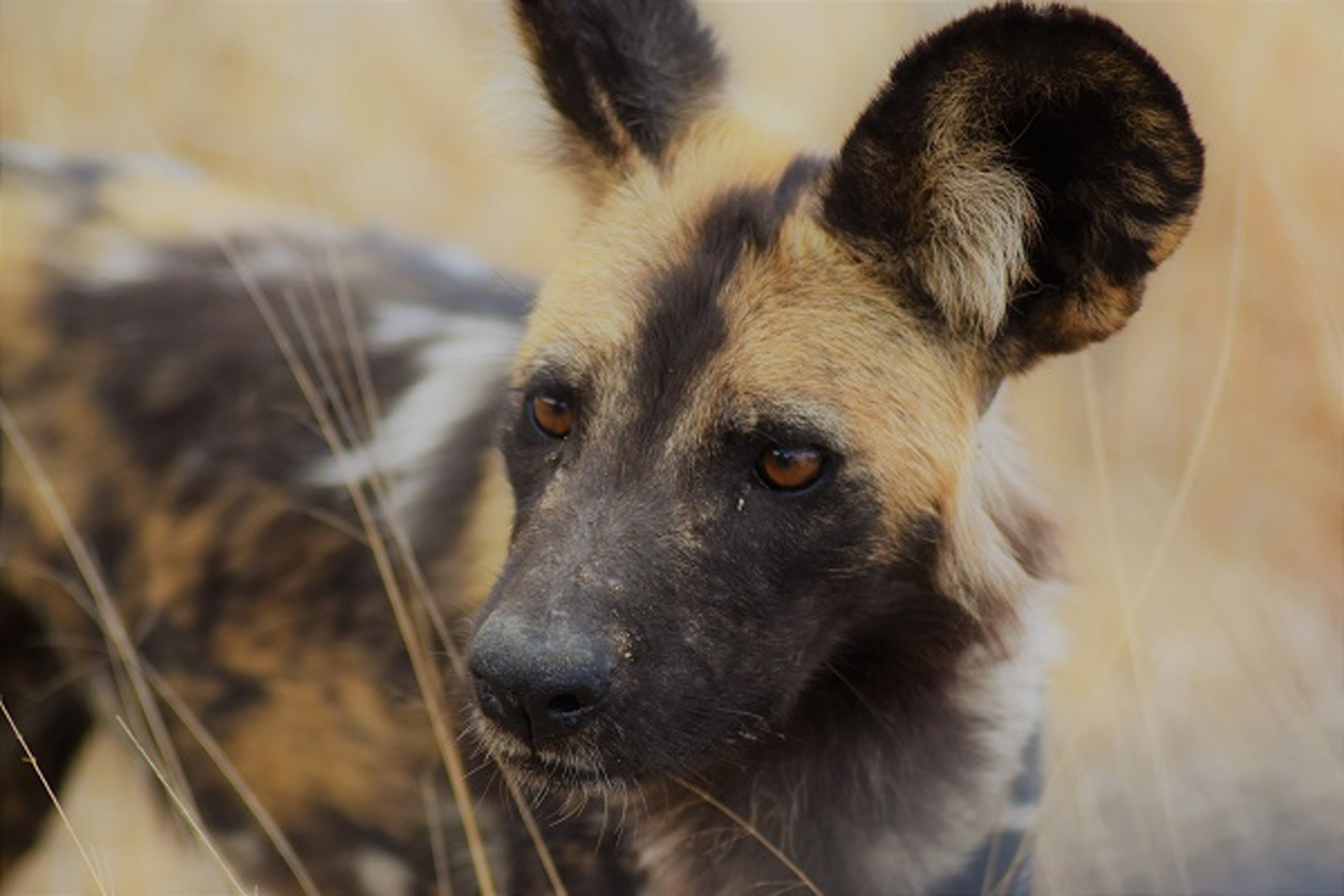 Wild dogs making a come back in Uganda!