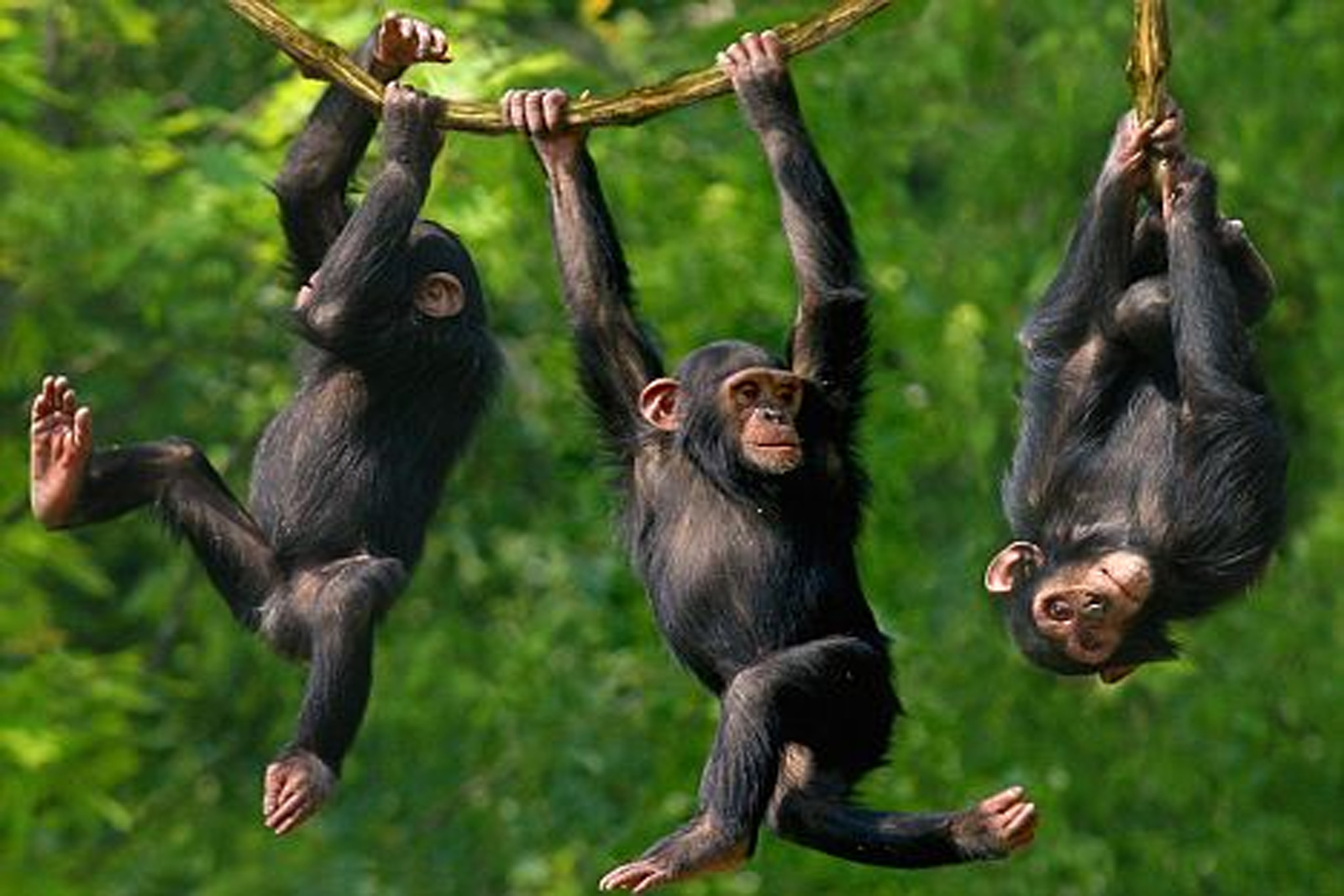 Cost of chimpanzee permits in kibale national park-Vibrant Holiday Safaris
