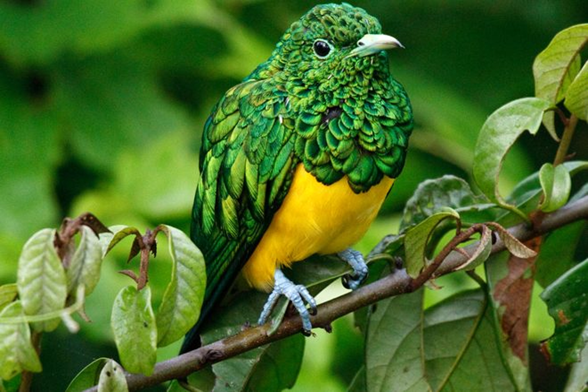 Birds In Queen Elizabeth National Park-Vibrant Holiday Safaris