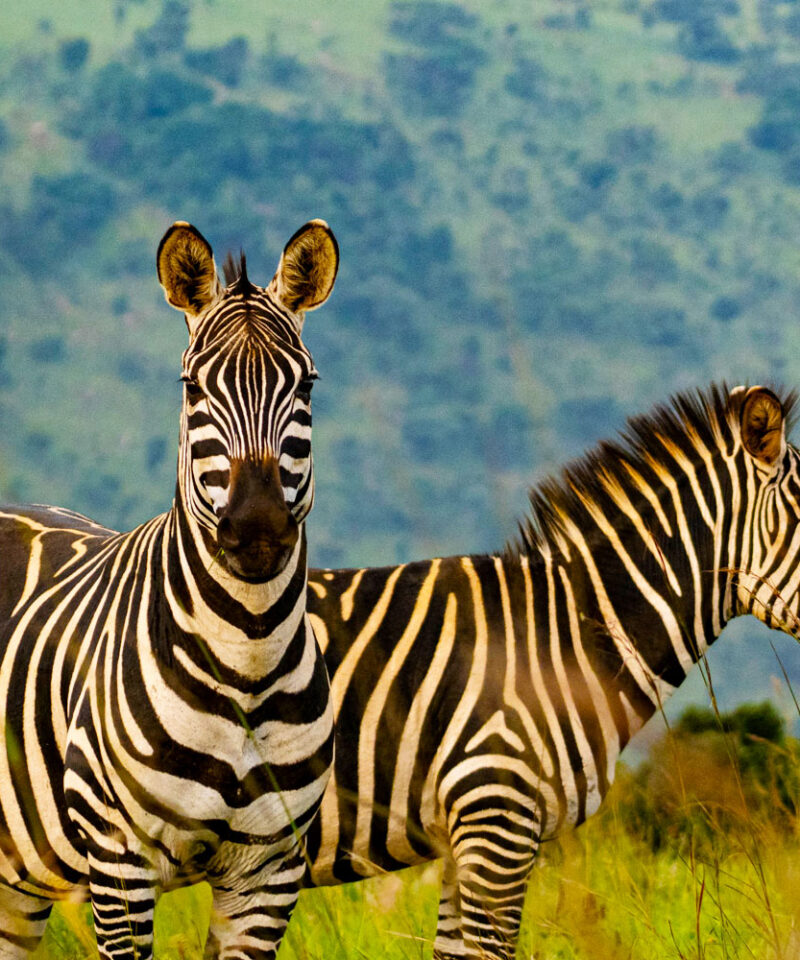 1-day-akagera-national-park-wildlife-safari