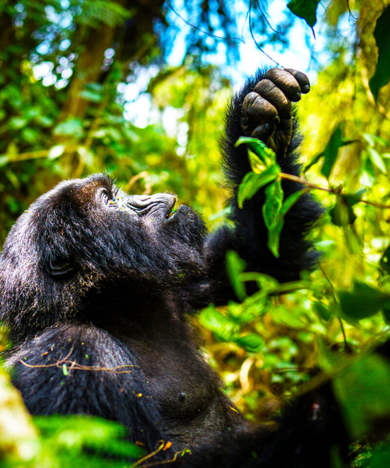 3-days-rwanda-gorilla-safari