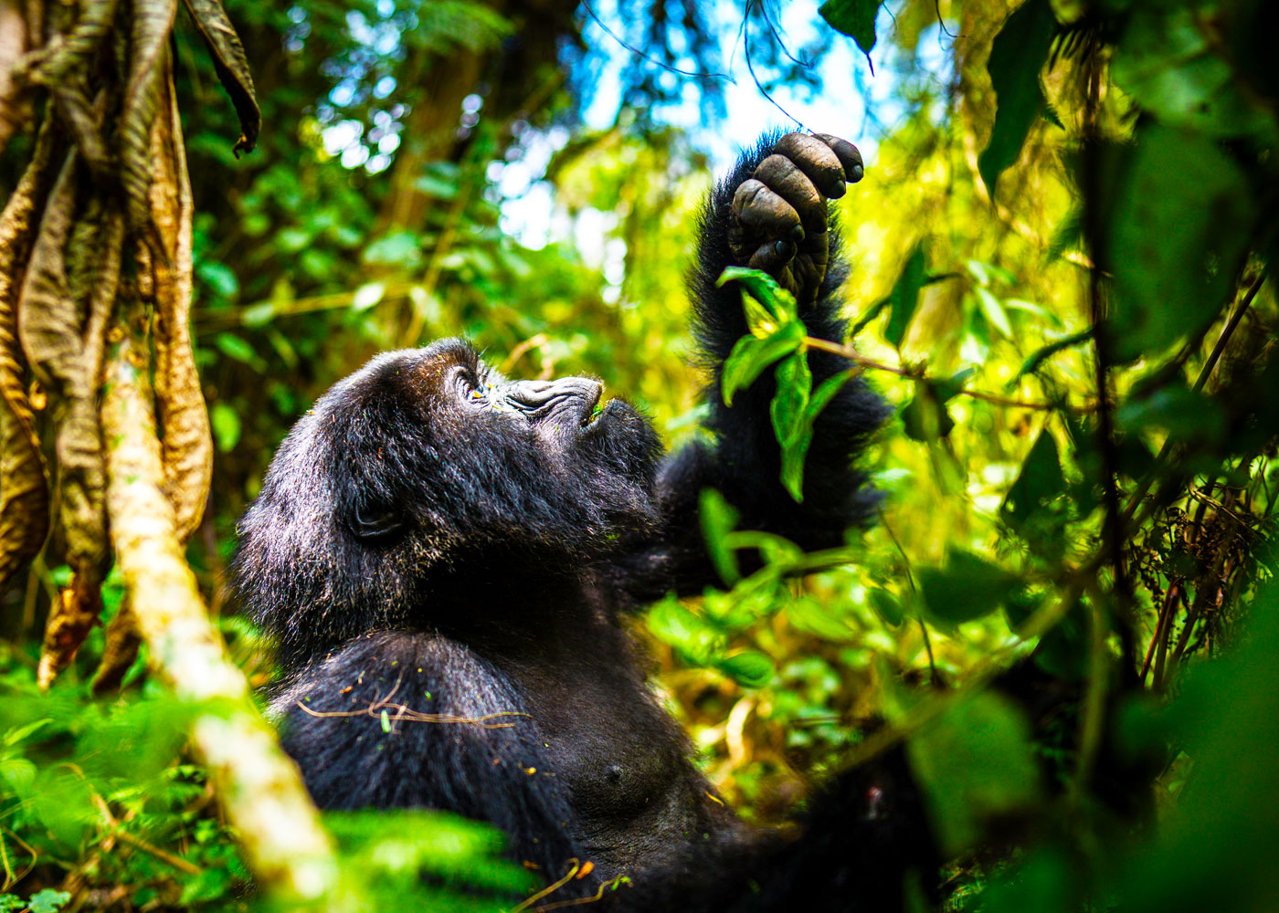 3-days-rwanda-gorilla-safari