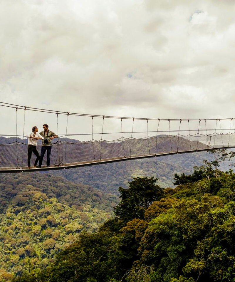 5-days-nyungwe-forest-chimpanzee-safari
