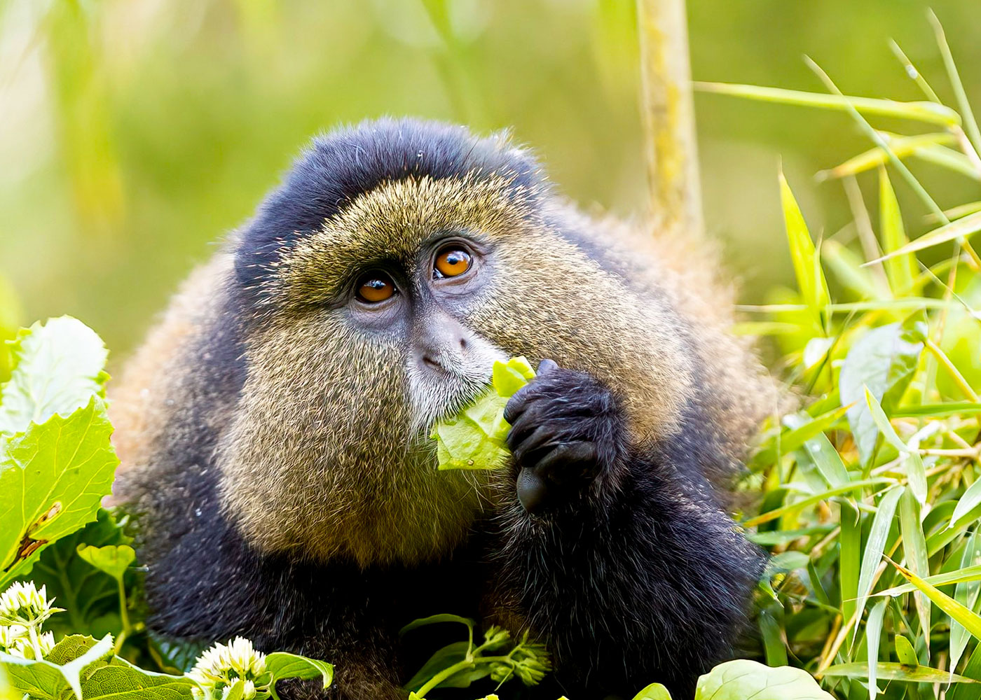 Golden Monkey in Volcanoes National Park