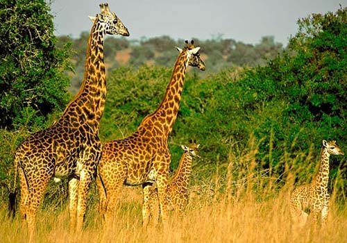 Akagera National Game Park
