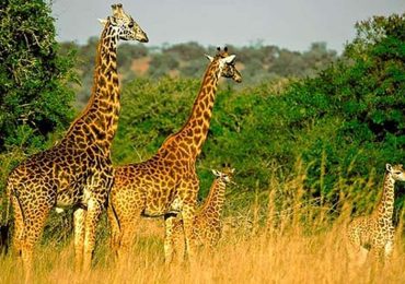 giraffes in Akagera National Park