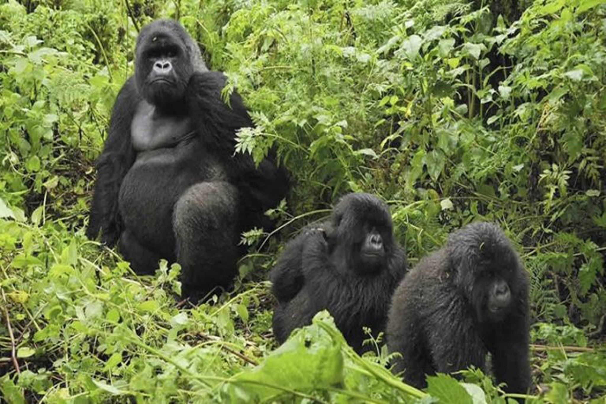 Gorilla trekking in Bwindi Impenetrable Forest National Park