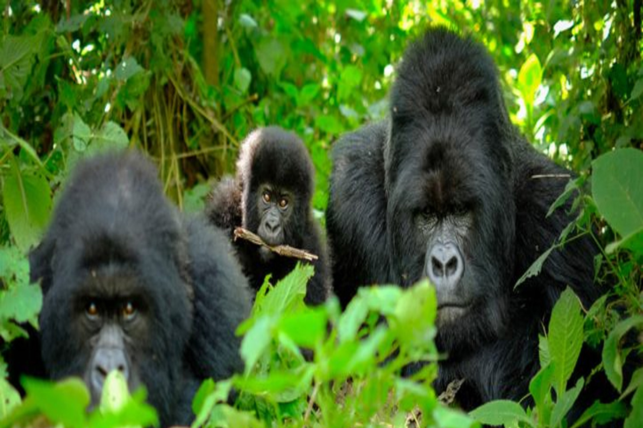 gorilla experience in Uganda