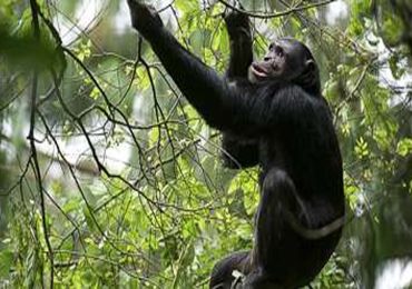 Chimpanzee in Nyungwe Forest National Park
