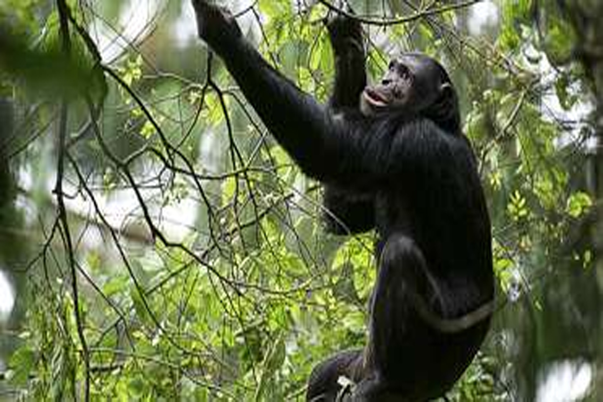 Chimpanzee in Nyungwe Forest National Park