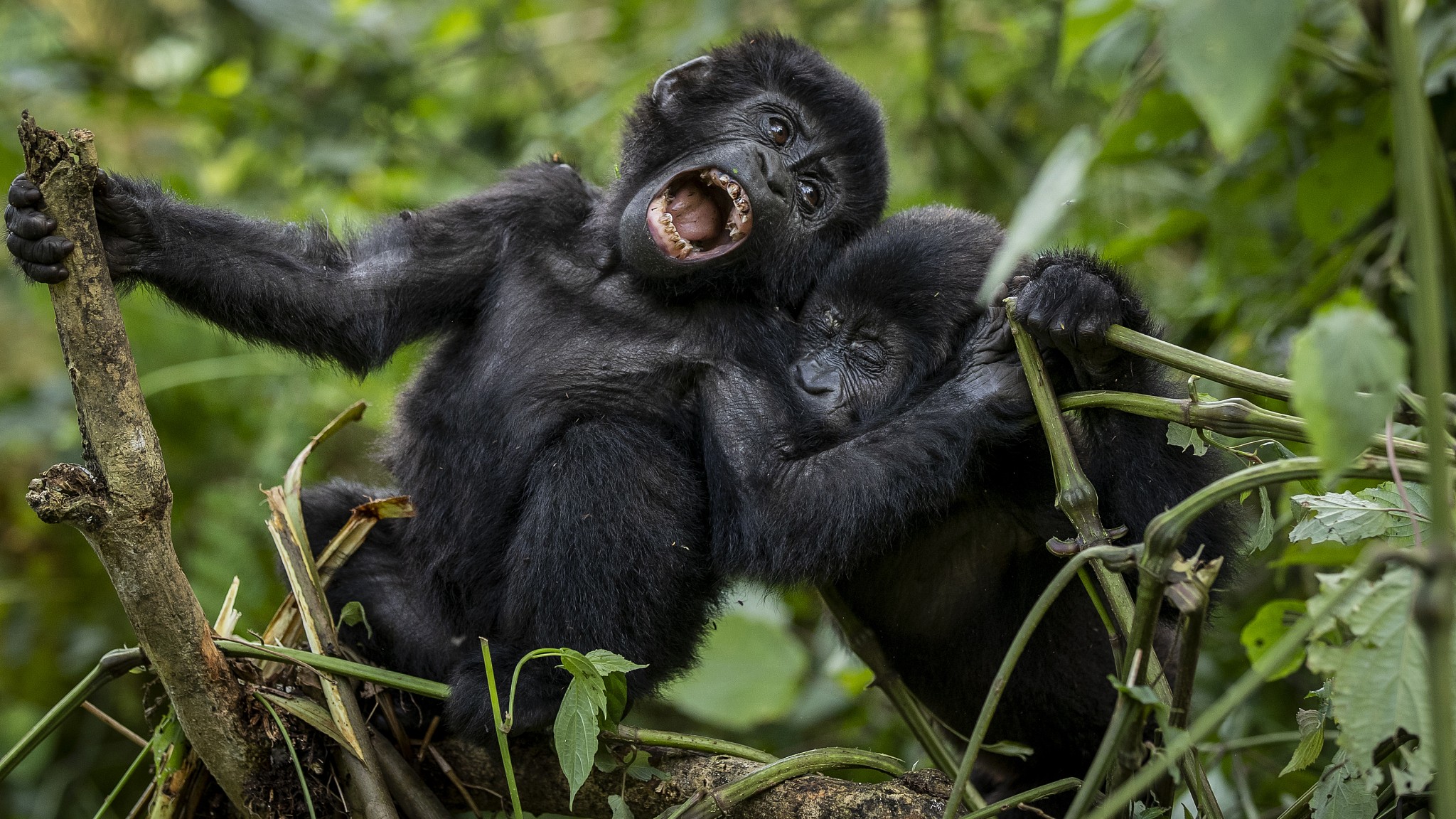Guide For Gorilla Trekking In Uganda and Rwanda