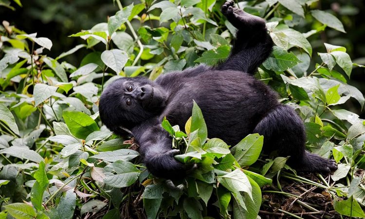 Gorilla Trekking In Congo