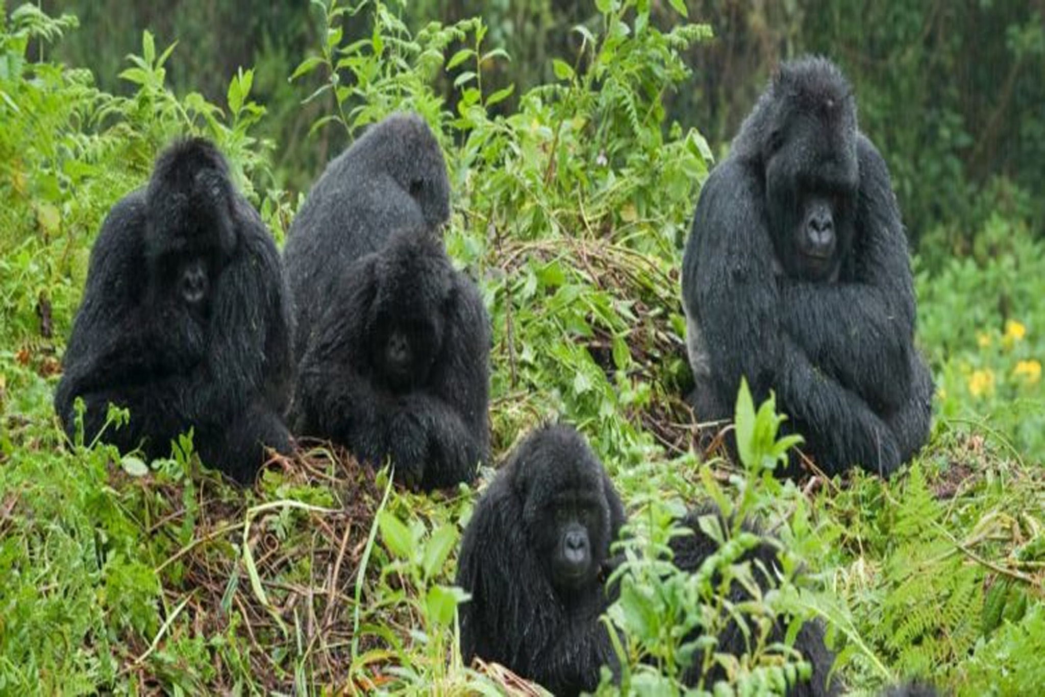 Gorilla Trekking In Bwindi Impenetrable National Park