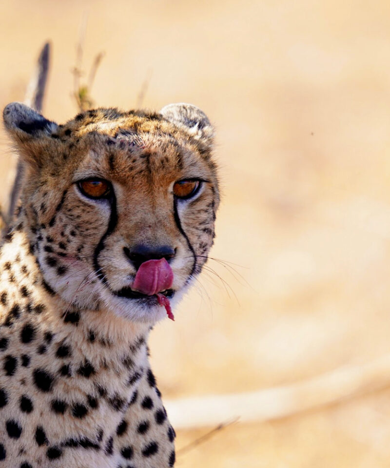 3-day-masai-mara-budget-group-joining-safari