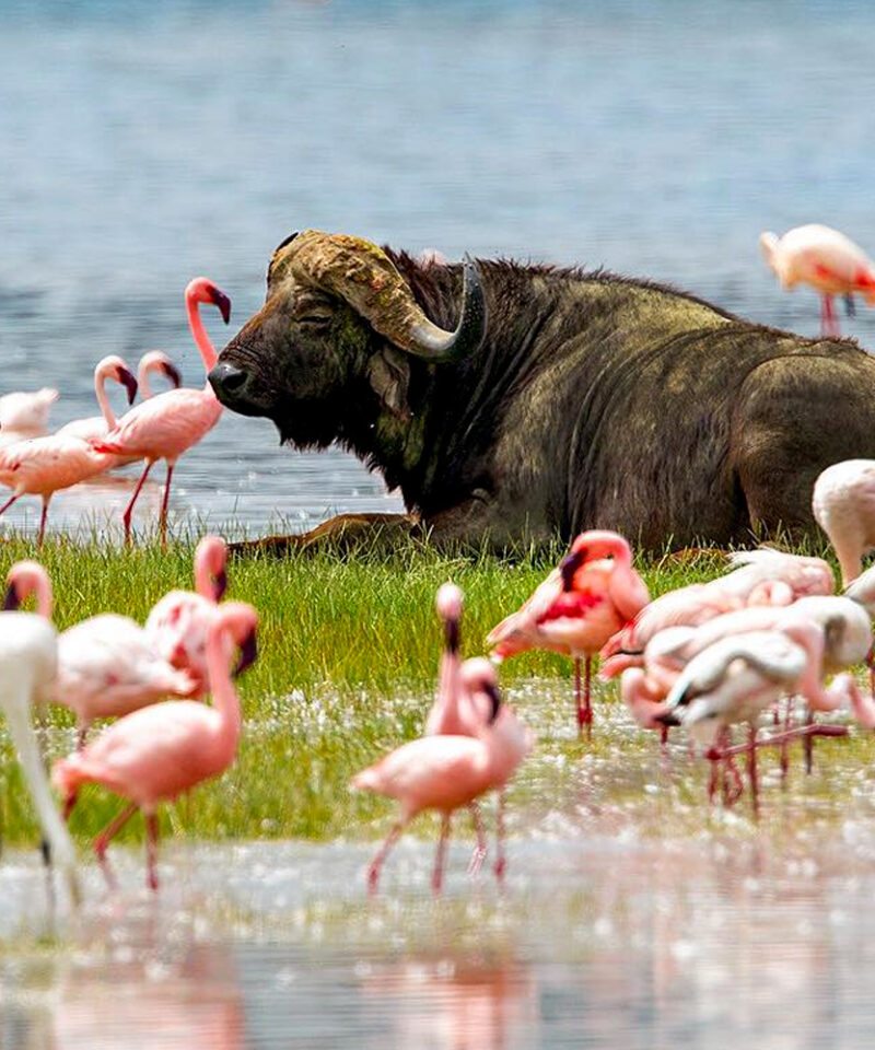 5-days-kenya-deluxe-private-safari