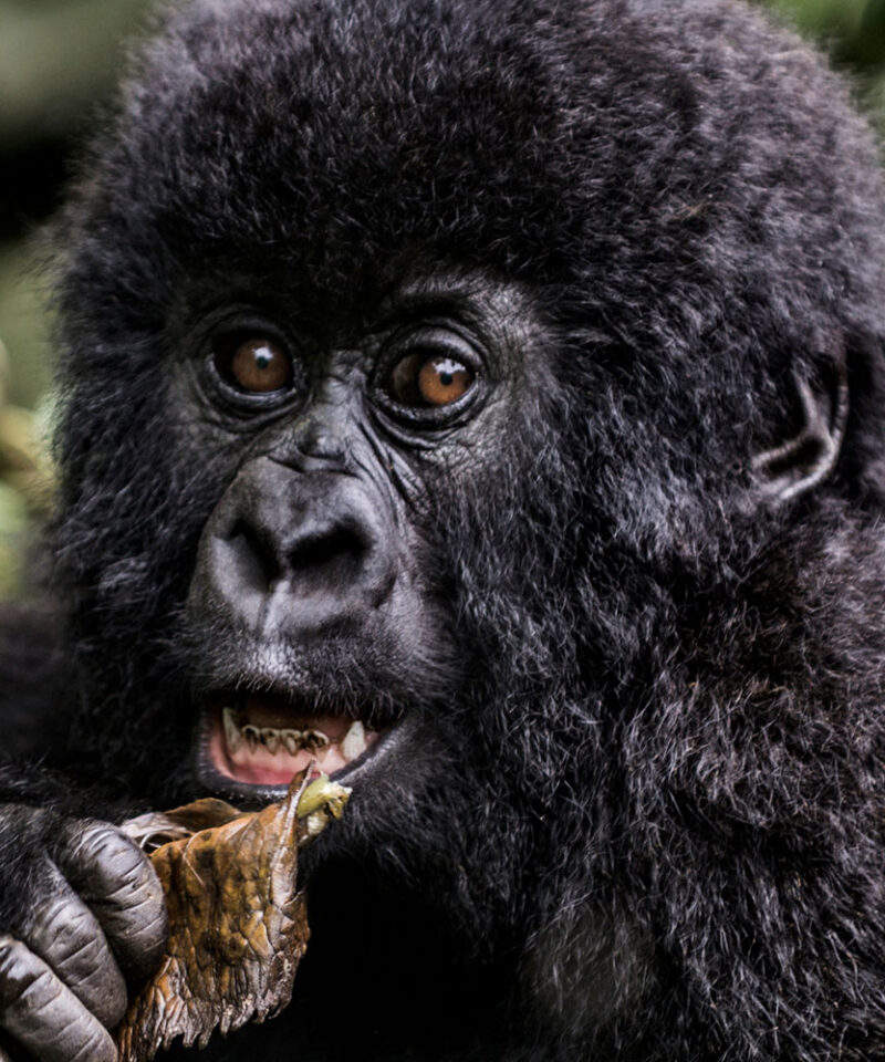 5-days-safari-in-uganda-and-rwanda