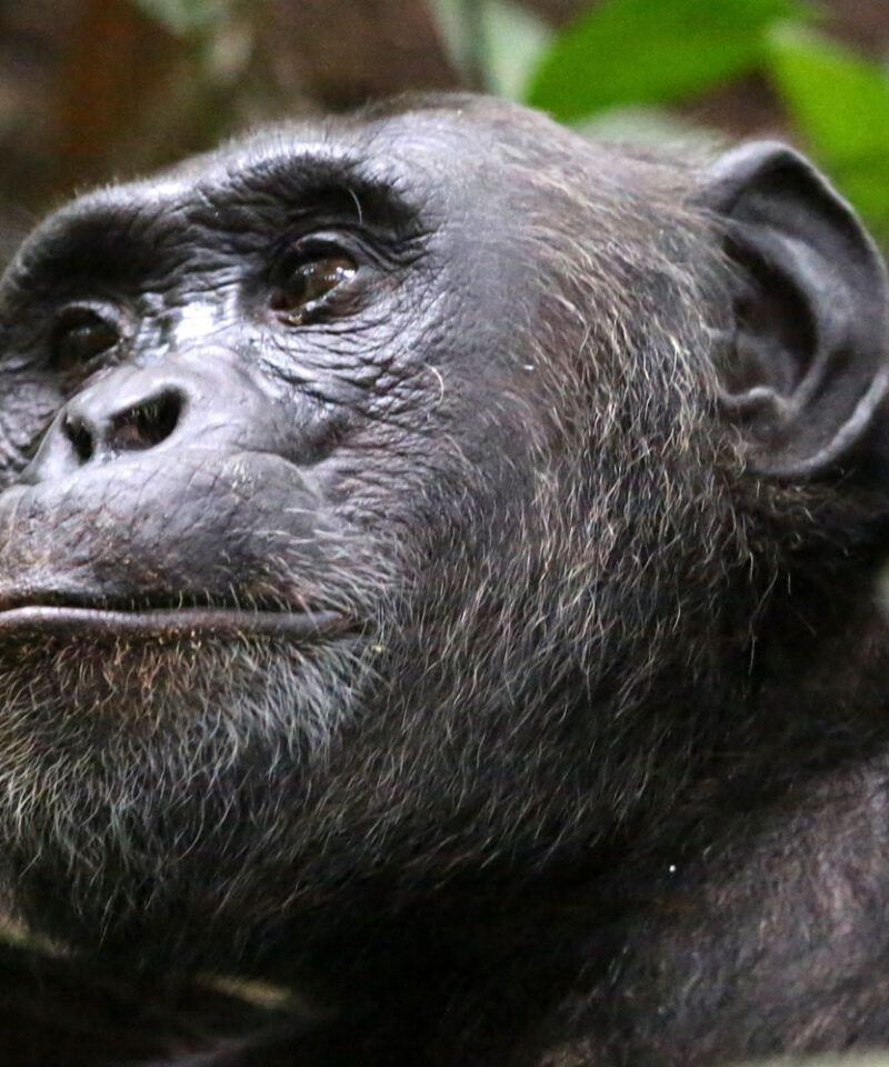 6-day-ultimate-apes-and-wildlife-rwanda-uganda-safari