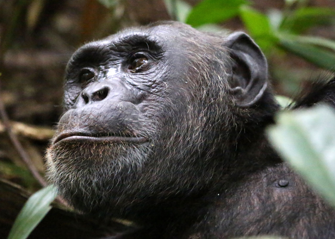 6-day-ultimate-apes-and-wildlife-rwanda-uganda-safari