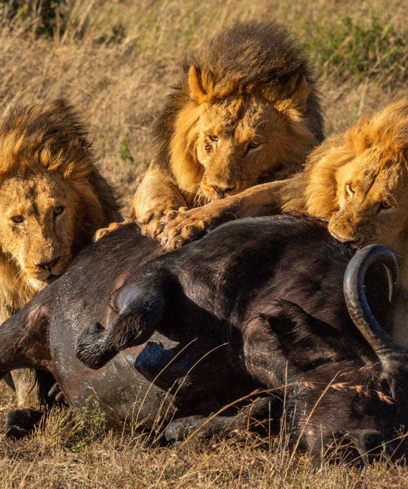 7-days-kenya-and-tanzania-safari