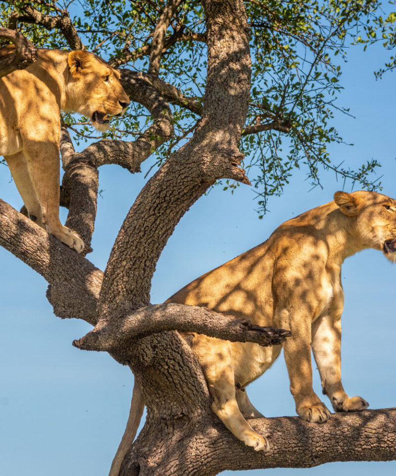 8-day-rwanda-uganda-safari