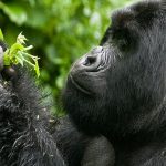 Time spent with gorillas during a trek