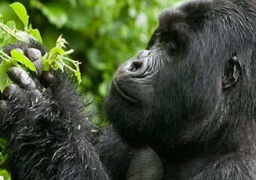 Time spent with gorillas during a trek