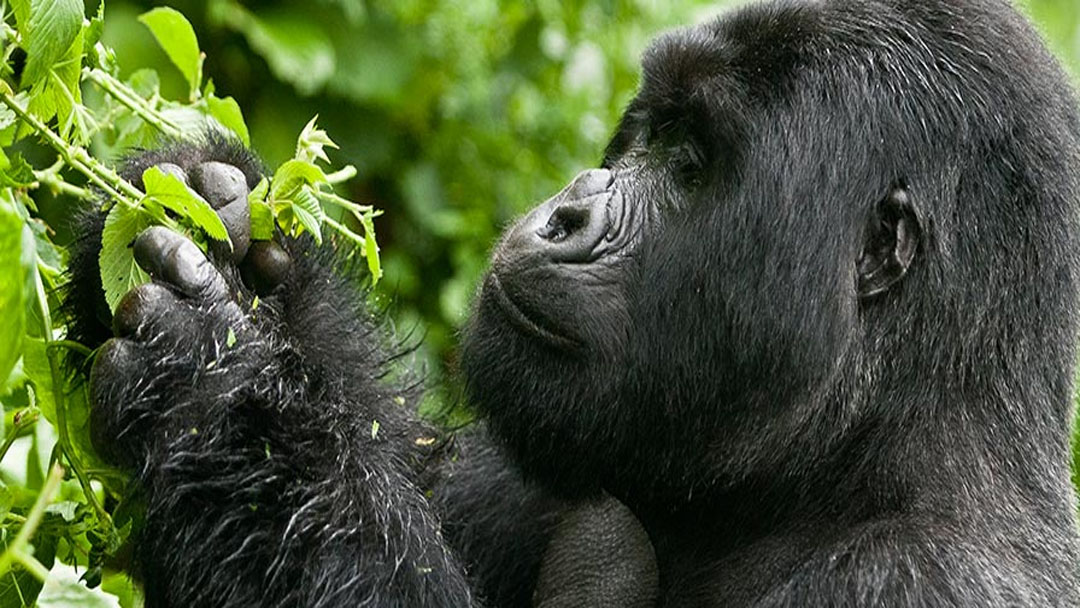 Time spent with gorillas during a trek