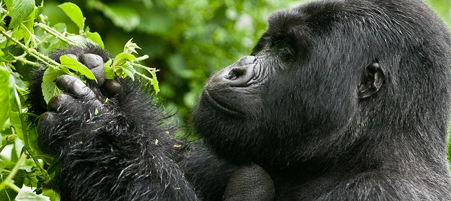 Gorillas in Rwanda as a Tourism Destination