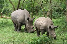 Rhino trekking in Uganda in Ziwa Rhino Sanctuary