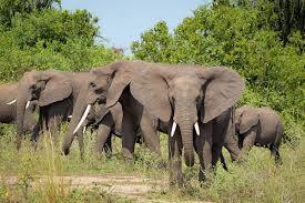 Uganda's majestic elephants play a vital role in the Eco system. They help in the growth of grass to be fed on by other grass eating animals