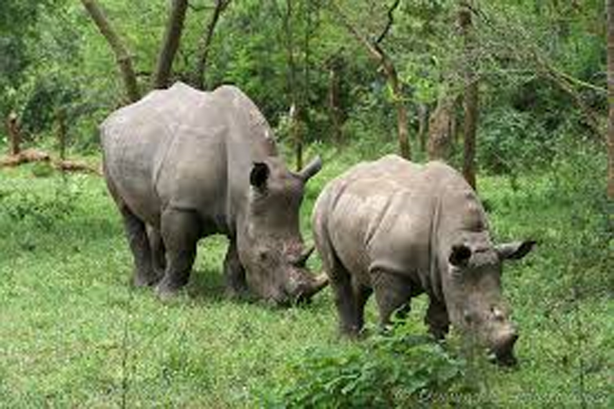 Rhinos in ziwa