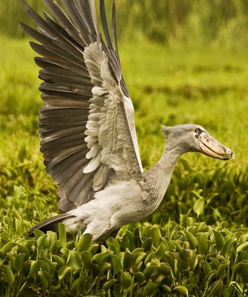1-day-birding-tour-to-mabamba-swamp-and-entebbe-botanical-gardens