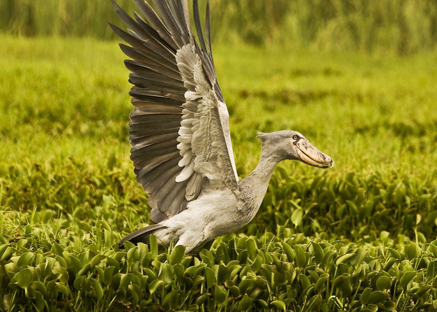 1-day-birding-tour-to-mabamba-swamp-and-entebbe-botanical-gardens