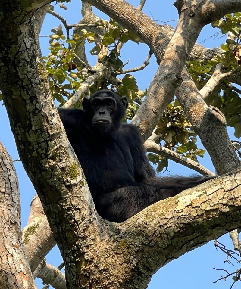 Chimpanzee Trekking Experience with Vibrant Holiday Safaris on a 10 Days Uganda Safari