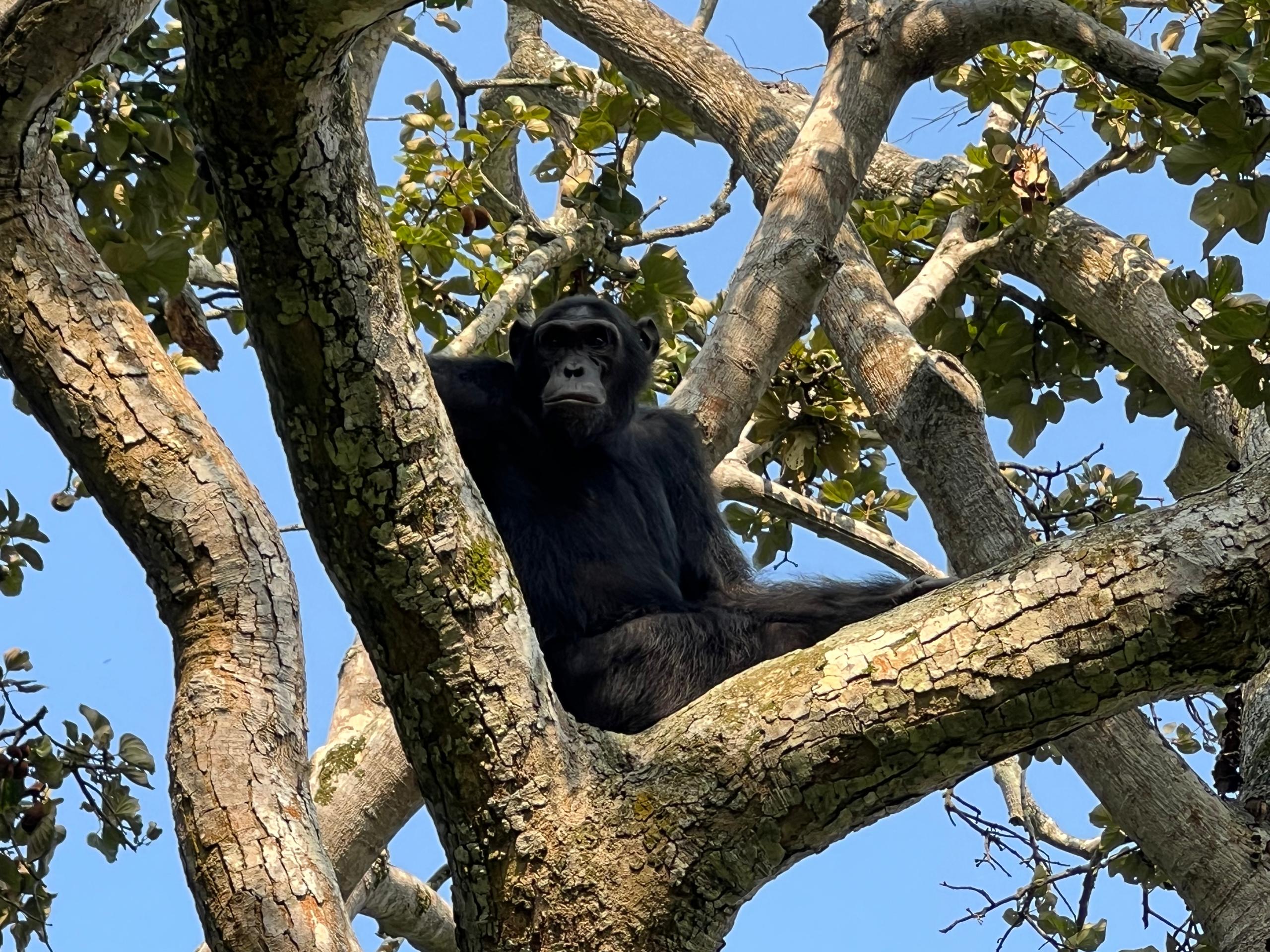 Chimpanzee Trekking Experience with Vibrant Holiday Safaris on a 10 Days Uganda Safari