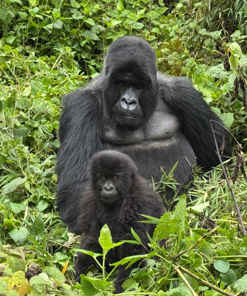 Exploring the Mountain Gorillas of Bwindi Impenetrable Forest on a 12 Days Culture and African Safari