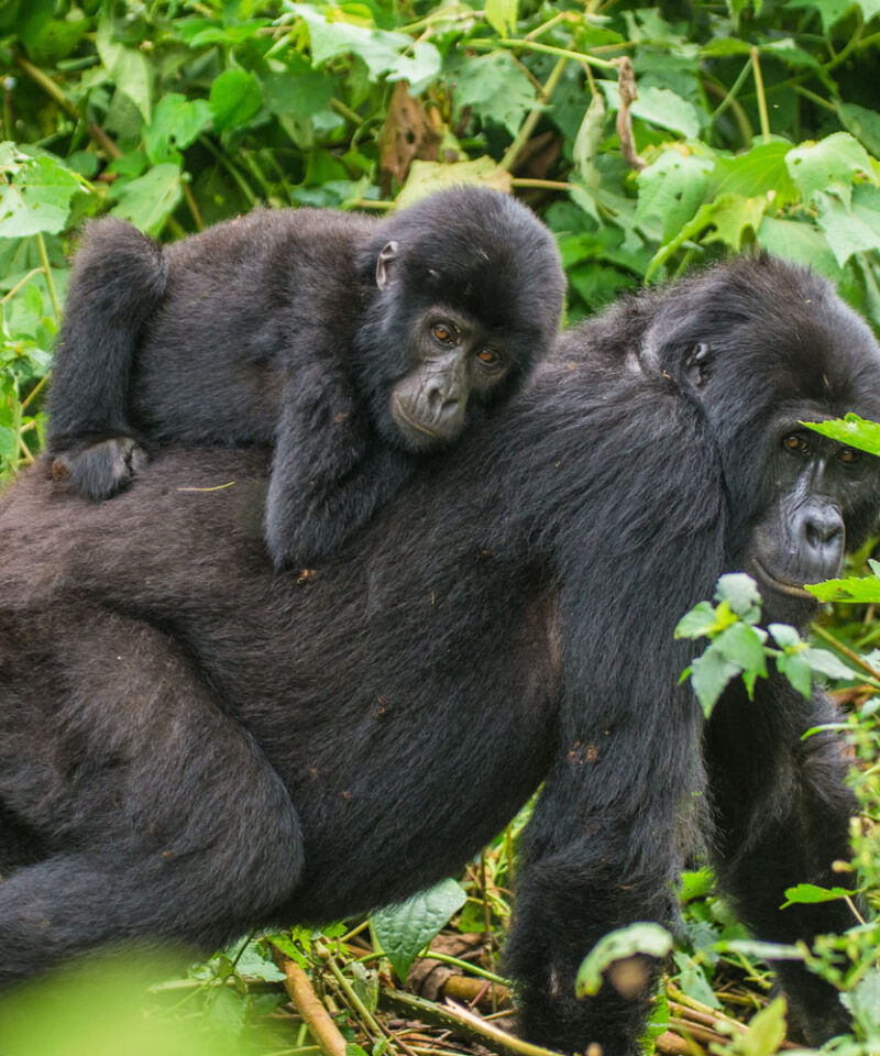 12-day-safari-gorilla-trekking-package